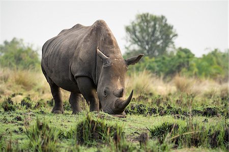 White Rhinoceros (Ceratotherium simum), Uganda, Africa Foto de stock - Sin royalties Premium, Código: 6119-09074356