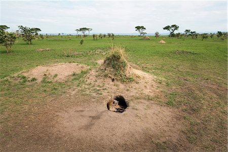 Spotted Hyena (Crocuta crocuta), Ishasha, Uganda, Africa Photographie de stock - Premium Libres de Droits, Code: 6119-09074358