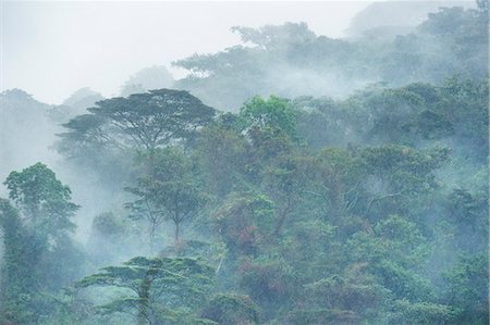 Bwindi Impenetrable Forest, UNESCO World Heritage Site, Uganda, Africa Foto de stock - Sin royalties Premium, Código: 6119-09074367