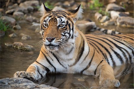 Bengal tiger (Panthera tigris tigris), Ranthambhore, Rajasthan, India, Asia Stock Photo - Premium Royalty-Free, Code: 6119-09074370