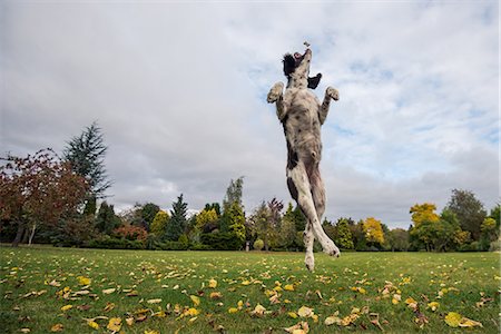 spaniel - Springer Spaniel leaping for treat, United Kingdom, Europe Foto de stock - Sin royalties Premium, Código: 6119-09074374