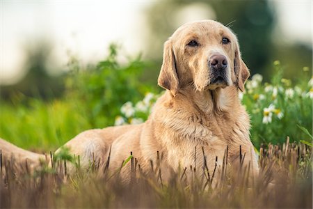 dog looking away - Gun dog on game-shooting drive, Norfolk, England, United Kingdom, Europe Stock Photo - Premium Royalty-Free, Code: 6119-09074380