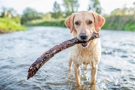 pet dog - Labrador in a river with a stick, Oxfordshire, England, United Kingdom, Europe Stock Photo - Premium Royalty-Free, Code: 6119-09074385