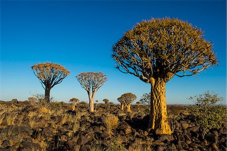 Quiver tree forest (Aloe dichotoma) at sunset, Gariganus farm, Keetmanshoop, Namibia, Africa Photographie de stock - Premium Libres de Droits, Code: 6119-09074310