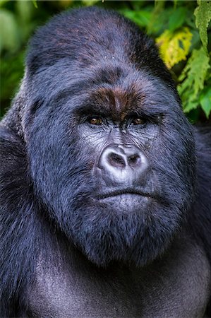 democratic republic of the congo - Silverback Mountain gorilla (Gorilla beringei beringei) in the Virunga National Park, UNESCO World Heritage Site, Democratic Republic of the Congo, Africa Stock Photo - Premium Royalty-Free, Code: 6119-09074315