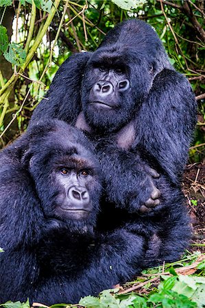 democratic republic of the congo - Silverback Mountain gorillas (Gorilla beringei beringei) in the Virunga National Park, UNESCO World Heritage Site, Democratic Republic of the Congo, Africa Stock Photo - Premium Royalty-Free, Code: 6119-09074316