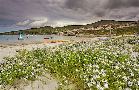 Sea rocket growing on the Strand at Derrynane House, Ring of Kerry, County Kerry, Munster, Republic of Ireland, Europe Photographie de stock - Premium Libres de Droits, Code: 6119-09074420