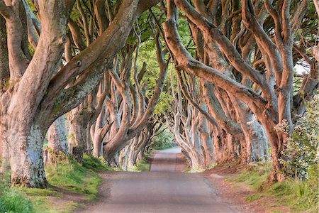 scenic roads with tree - Dark Hedges near Stanocum, County Antrim, Ulster, Northern Ireland, United Kingdom, Europe Stock Photo - Premium Royalty-Free, Code: 6119-09074561