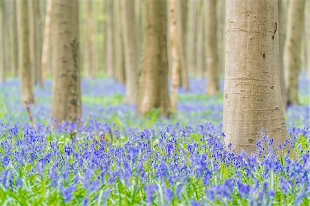 Beechwood with bluebell flowers on the ground, Halle, Flemish Brabant province, Flemish region, Belgium, Europe Foto de stock - Sin royalties Premium, Código: 6119-09074573