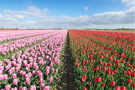 Pink and red tulips in vast field, Yersekendam, Zeeland province, Netherlands, Europe Foto de stock - Sin royalties Premium, Código: 6119-09074580