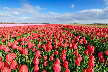 red flowers in a field - Red tulips in field, Yersekendam, Zeeland province, Netherlands, Europe Stock Photo - Premium Royalty-Free, Code: 6119-09074587