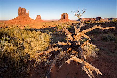 Dry tree and Monument Valley in the background, Navajo Tribal Park, Arizona, United States of America, North America Stockbilder - Premium RF Lizenzfrei, Bildnummer: 6119-09074533