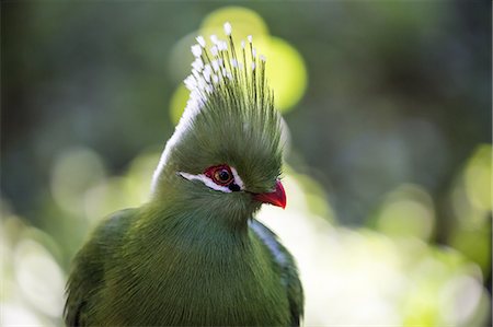 simsearch:6119-09074635,k - A forest bird at Birds of Eden in Plettenberg Bay, South Africa, Africa Photographie de stock - Premium Libres de Droits, Code: 6119-09074643