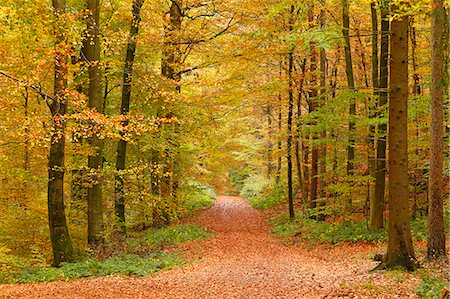 simsearch:6119-08081120,k - Autumnal forest near Kastel-Staadt, Rhineland-Palatinate, Germany, Europe Stockbilder - Premium RF Lizenzfrei, Bildnummer: 6119-09074697