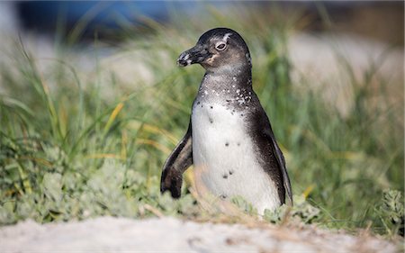 simsearch:6119-09074635,k - South African penguin (jackass penguin) at Boulders Beach in Simon's Bay on the Cape Peninsula, South Africa, Africa Photographie de stock - Premium Libres de Droits, Code: 6119-09074624