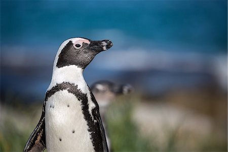 African penguin (jackass penguin) (Spheniscus demersus), Boulders Beach. Boulders Penguin Colony, Simon's Town, Cape Peninsula, South Africa, Africa Foto de stock - Sin royalties Premium, Código: 6119-09074635