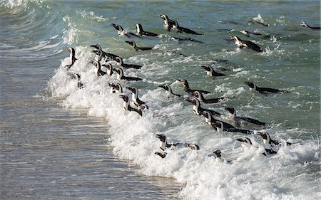 Penguins swimming in on the tide at Boulders Beach, Boulders Penguin Colony, Simon's Town, Cape Peninsula, South Africa, Africa Stock Photo - Premium Royalty-Free, Code: 6119-09074636