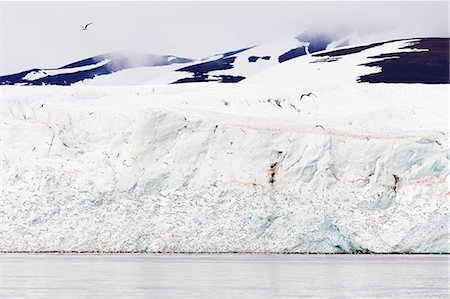 simsearch:6119-07451294,k - Black legged kittywake gulls (Rissa), Hornbreen Glacier, Spitsbergen, Svalbard, Arctic, Norway, Europe Foto de stock - Sin royalties Premium, Código: 6119-09074779