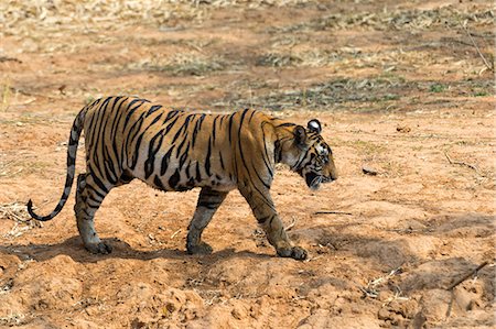 stalking - Bengal tiger (Panthera tigris tigris), Bandhavgarh National Park, Madhya Pradesh, India, Asia Foto de stock - Sin royalties Premium, Código: 6119-09074799