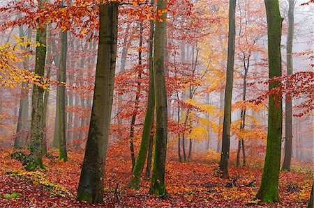 rhineland-palatinate - Autumnal forest, Kastel-Staadt, Rhineland-Palatinate (Rheinland-Pfalz), Germany, Europe Photographie de stock - Premium Libres de Droits, Code: 6119-09074737