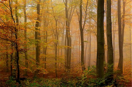 simsearch:6119-08081120,k - Autumnal forest, Kastel-Staadt, Rhineland-Palatinate (Rheinland-Pfalz), Germany, Europe Stockbilder - Premium RF Lizenzfrei, Bildnummer: 6119-09074735