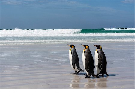 pingüino real - Three king penguins (Aptenodytes patagonica) walking on Volunteer Point beach, Falkland Islands, South America Foto de stock - Sin royalties Premium, Código: 6119-09074843