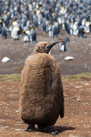 simsearch:6119-08907741,k - Portrait of a king penguin chick (Aptenodytes patagonica), Falkland Islands, South America Foto de stock - Sin royalties Premium, Código: 6119-09074840