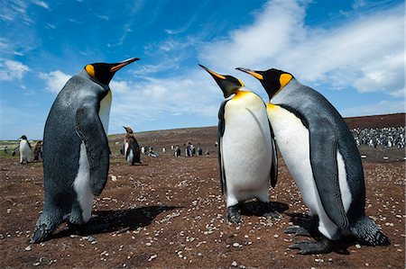 King penguins (Aptenodytes patagonica) fighting, Falkland Islands, South America Photographie de stock - Premium Libres de Droits, Code: 6119-09074841