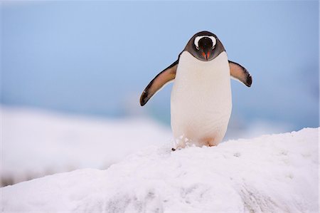 pingüino gentoo - A gentoo penguin (Pygoscelis papua), Petermann Island, Antarctica, Polar Regions Foto de stock - Sin royalties Premium, Código: 6119-09074805