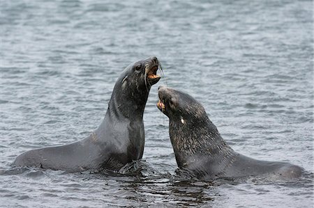 simsearch:6119-07780978,k - Two Antarctic fur seals (Arctocephalus gazella) fighting, Deception Island, Antarctica, Polar Regions Stock Photo - Premium Royalty-Free, Code: 6119-09074813