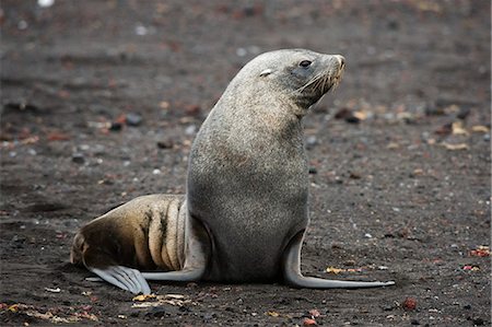 simsearch:6119-08268384,k - Portrait of an Antarctic fur seal (Arctocephalus gazella), Deception Island, Antarctica, Polar Regions Foto de stock - Sin royalties Premium, Código: 6119-09074810