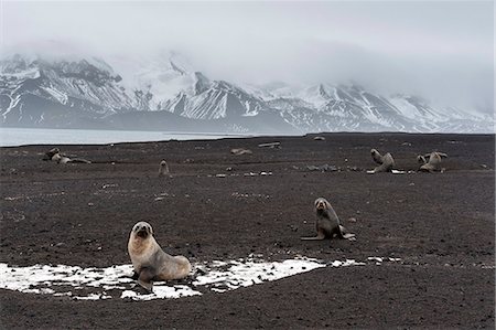 deception island - Antarctic fur seals (Arctocephalus gazella) on the beach, Deception Island, Antarctica, Polar Regions Foto de stock - Sin royalties Premium, Código: 6119-09074811