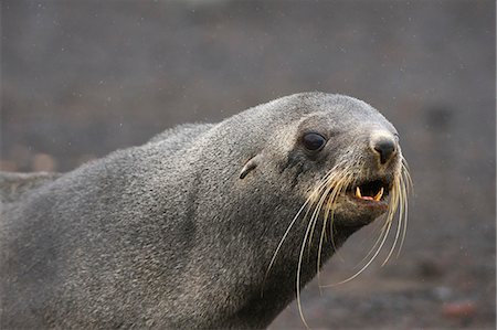 Portrait of an Antarctic fur seal (Arctocephalus gazella), Deception Island, Antarctica, Polar Regions Foto de stock - Sin royalties Premium, Código: 6119-09074812