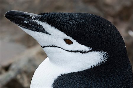 pingüino - Close up portrait of a chinstrap penguin (Pygoscelis antarcticus), Half Moon Island, Antarctica, Polar Regions Foto de stock - Sin royalties Premium, Código: 6119-09074816