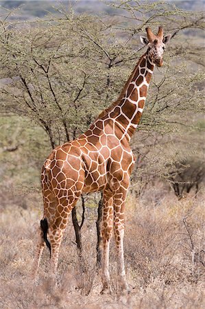 Reticulated giraffe (Giraffa camelopardalis reticulata), Kalama Conservancy, Samburu, Kenya, East Africa, Africa Photographie de stock - Premium Libres de Droits, Code: 6119-09074819