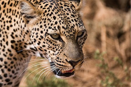 simsearch:614-08990175,k - Portrait of a leopard (Panthera pardus), Samburu National Reserve, Kenya, East Africa, Africa Photographie de stock - Premium Libres de Droits, Code: 6119-09074820
