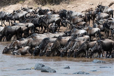 Eastern white-bearded wildebeest (Connochaetes taurinus albojubatus) on the Mara River bank, Masai Mara, Kenya, East Africa, Africa Photographie de stock - Premium Libres de Droits, Code: 6119-09074821