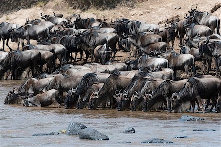 simsearch:862-08719144,k - Eastern white-bearded wildebeest (Connochaetes taurinus albojubatus) on the Mara River bank, Masai Mara, Kenya, East Africa, Africa Stock Photo - Premium Royalty-Free, Code: 6119-09074821