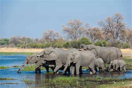 simsearch:841-09135351,k - African elephants (Loxodonta africana) drinking in the River Khwai, Botswana, Africa Photographie de stock - Premium Libres de Droits, Code: 6119-09074827