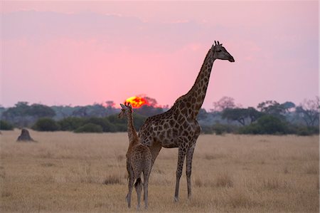 A giraffe with its baby (Giraffa camelopardalis) at sunset, Botswana, Africa Photographie de stock - Premium Libres de Droits, Code: 6119-09074833