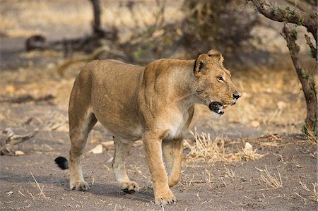 A lioness (Panthera leo) walking, Botswana, Africa Stock Photo - Premium Royalty-Free, Code: 6119-09074830