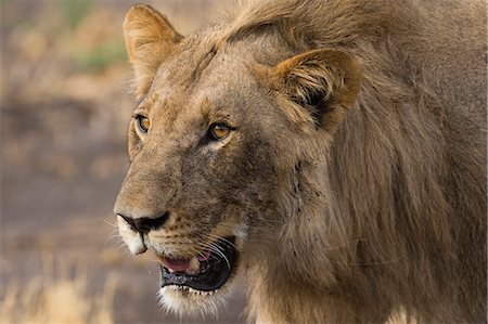 simsearch:6119-09074830,k - Portrait of a male lion (Panthera leo), Botswana, Africa Stock Photo - Premium Royalty-Free, Code: 6119-09074831