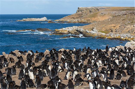 Rockhopper penguin colony (Eudyptes chrysocome), Falkland Islands, South America Photographie de stock - Premium Libres de Droits, Code: 6119-09074836