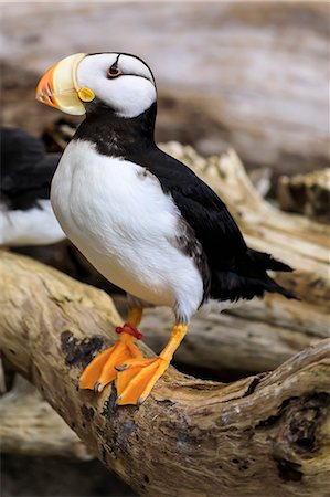 simsearch:6119-08170271,k - Puffin, Alaska Sealife Centre, Coldwater Marine Science Facility, Seward, Resurrection Bay, Kenai Peninsula, Alaska, United States of America, North America Fotografie stock - Premium Royalty-Free, Codice: 6119-09085487