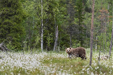 simsearch:841-09086345,k - European Brown Bear (Ursus arctos arctos) adult, standing on cotton grass filled taiga swamp, Suomussalmi, Finland, Europe Photographie de stock - Premium Libres de Droits, Code: 6119-09085551