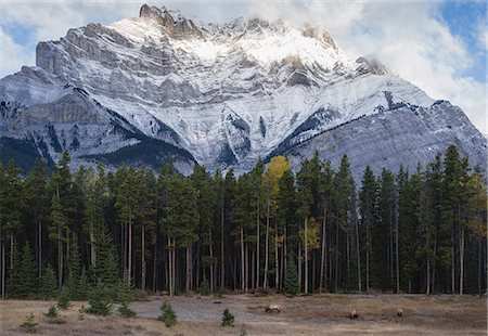 Elk in the Canadian Rockies, Banff National Park, UNESCO World Heritage Site, Canadian Rockies, Alberta, Canada, North America Stock Photo - Premium Royalty-Free, Code: 6119-09085650