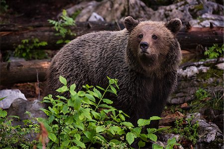 simsearch:841-09086345,k - European brown bear (Ursus arctos), Slovenia, Europe Photographie de stock - Premium Libres de Droits, Code: 6119-09085673