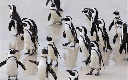 African penguins (Jackass penguins) on Boulders Beach, Simon's Town, Cape Town, Western Cape, South Africa, Africa Photographie de stock - Premium Libres de Droits, Code: 6119-09085685