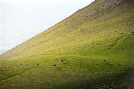 simsearch:6119-09085628,k - Horses in the fields at sunset, Monte Cucco Park, Apennines, Umbria, Italy, Europe Foto de stock - Sin royalties Premium, Código: 6119-09085618