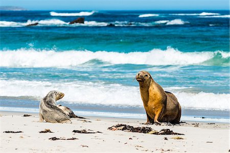 simsearch:6119-09085631,k - Australian Sea Lions (Neophoca cinerea), on Seal Bay, Kangaroo Island, South Australia, Australia, Pacific Foto de stock - Sin royalties Premium, Código: 6119-09085631